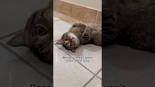 This made me hug my cat so hard😭😿 #shorts #cat #funny