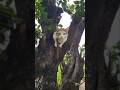 Photo mai to queen lagti hu mai.... #queen #trending #viral #shorts