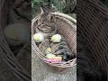 Secrets of Little Chicks #knowledge #animals#chicken #funnyanimals #shorts