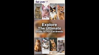 Cat Breeds | 🐱 Discover 70+ Cat Breeds: Your Ultimate Guide to Feline Friends! 🐾