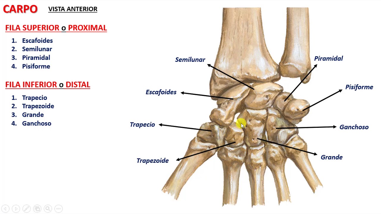 Loose bones. Carpal Bones. Wrist Bones.