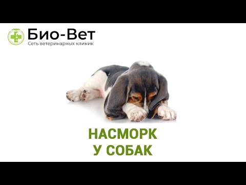 Видео: Насморк у собак