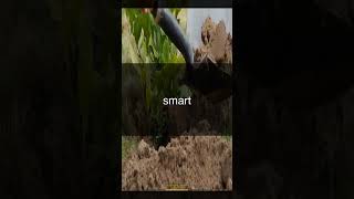 Smart Ways to Water Plants #gardeningtips #gardening #plantcare