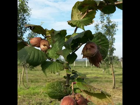 Video: Фундук: калориялуулугу жана артыкчылыктары