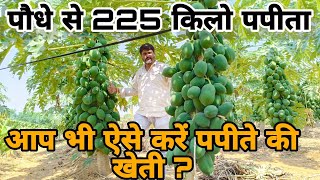 पपीता की वैज्ञानिक खेती Taiwan Red lady 786 Papaya farming !! papita ki kheti  Agritech Guruji