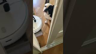 #dog французский бульдог #Капитошка