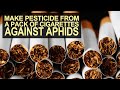 Make Pesticide From A Pack Of Cigarettes Against Aphids I Gawing Pesticide Ang Kaha Ng Sigarilyo