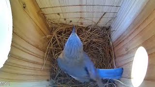 EGG WATCH  LIVE Nest Cam