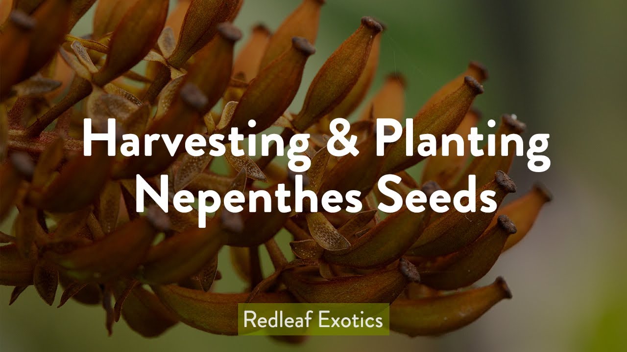 Harvesting and Planting Nepenthes Seeds