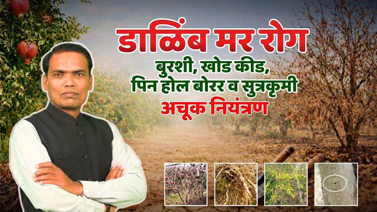 डाळिंब मर रोग (Wilt)कारणे, लक्षणे आणि खात्रीशीर उपाय | Pomegranate Wilt Disease Control & Management