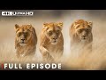 LION PRIDE: Dramatic Moments from Wildlife | 4K UHD | Nature Animal Documentary