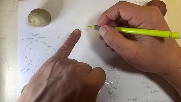 OFJ Step 1 Recording Observations One example