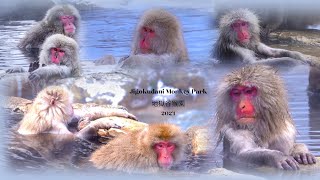 EP 5: Exploring Jigokudani Hot Springs where monkeys unwind in warm springs. 2024 探索地獄谷溫泉,猴子在溫泉中放鬆。