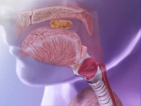Video: Hvad er epiglottis klasse 10?