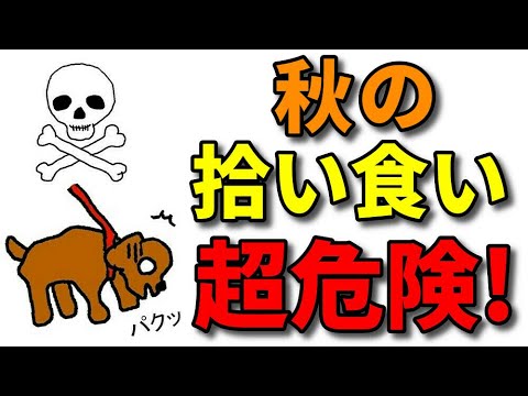 犬 健康 愛犬に与えると危険な秋の味覚 犬のしつけ 横浜 By遠藤エマ先生 Youtube