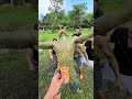 日本人が賢く仲間を騙して食べ物をゲットする方法！😂🍖