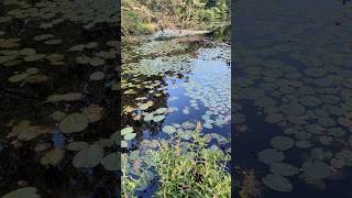 Swamp Loosestrife: Decodon verticillatus- Sole living plant in the genus Decodon- Lythraceae family