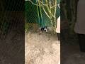 Creed &amp; Spooky!!!#dog#puppys#cute#animals#shorts #likeandsubscribe