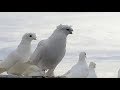 Двухчубые игровые-бойные-летные голуби в Казахстане