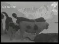 SWITZERLAND/ITALY : St Bernard rescue dogs in the Alps (1934)