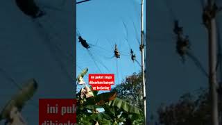 cari ruak2 ketemu pukat orang dipenuhi kelelawar #Campuradukvideo #shorts