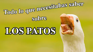 ¿Qué es un grupo de patos?