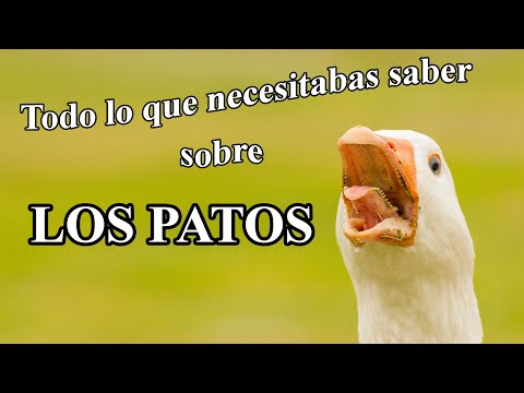 Video: Todo lo que necesitas saber sobre los patos de Pekin