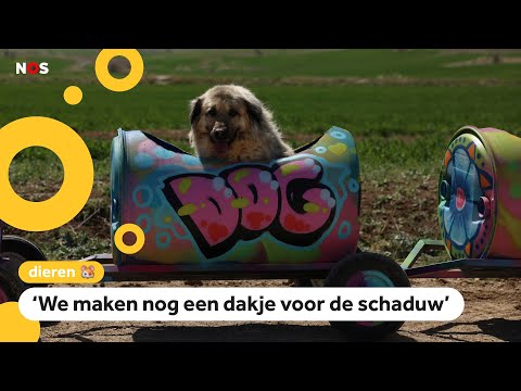 Woef woef, daar komt de hondentrein!