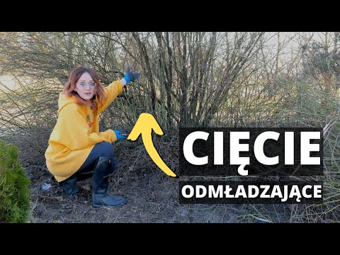 Wideo: Przycinanie krzewów: technika, czas, narzędzia. Formowanie korony krzewów