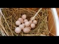 Gouldian Finches 1st Clutches of 2019