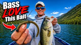 Fishing Docks With A Neko Rig On Clear Lake