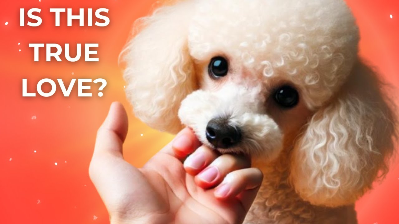 7 Proven Signs Your Dog Has Imprinted on You | Deep Bonding Explained ...
