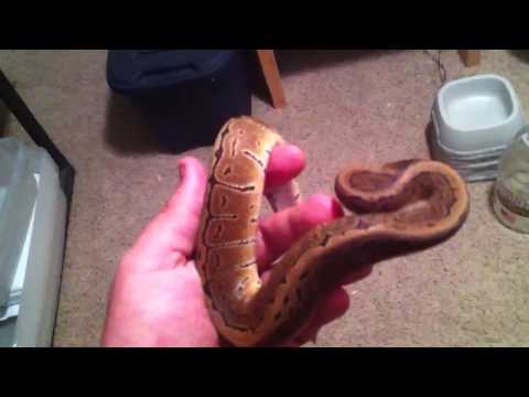 Ball python collection update