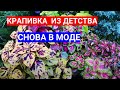 ПОСЕВ КОЛЕУСА СЕМЕНАМИ - ОЖИВУТ ТЕНИСТЫЕ УГОЛКИ  САДА