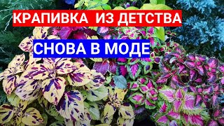 Посев Колеуса Семенами - Оживут Тенистые Уголки  Сада