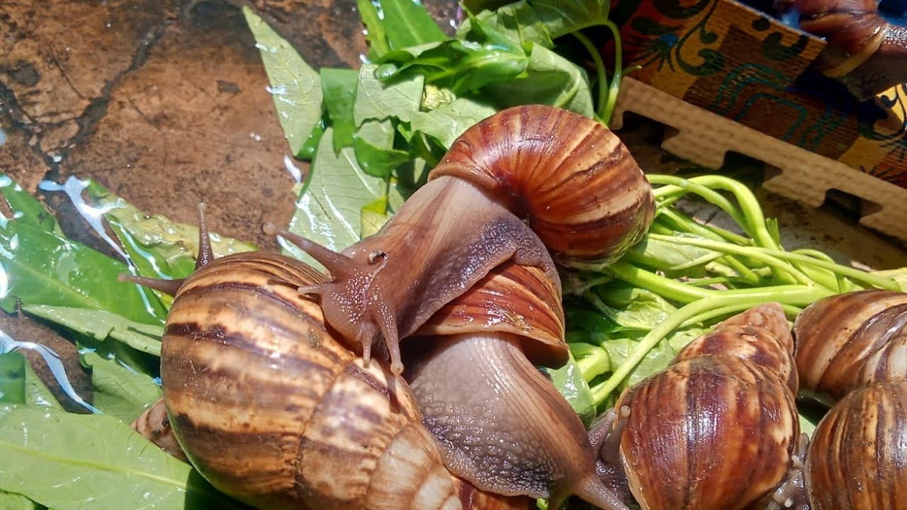 siput kebanjiran ya gess yak🤣