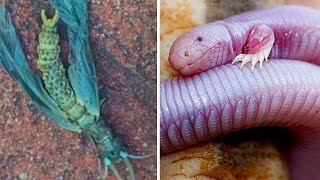 何だコイツ？地球外生物のような奇妙な生き物たち