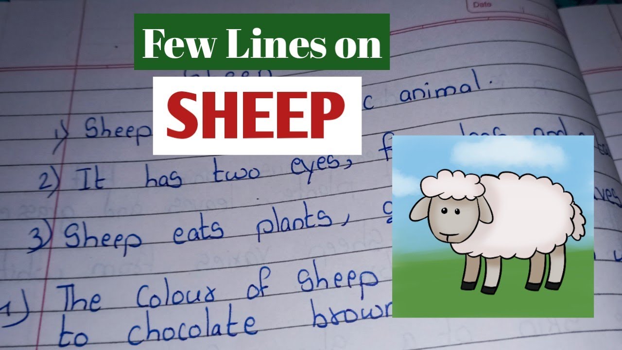 sheep essay in english for class 5