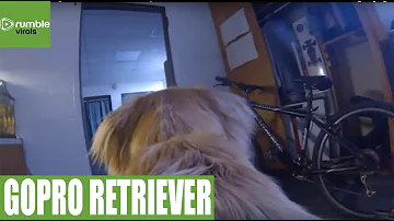 Do dogs miss their owners when they are away?