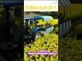 安平町 菜の花さんぽ2026開催中！（6/1まで） #hokkaido　#北海道　#安平町　#菜の花さんぽ　#菜の花