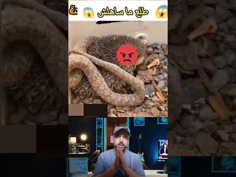 القنفود طلع مساهلش شوف اشنو دار دويتو رمله ابلور  ضحك معلومات حيوانات الجيلي
