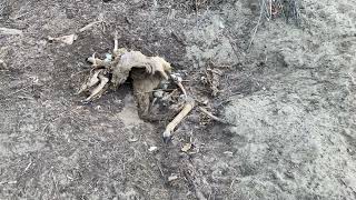 Badger Eating Deer