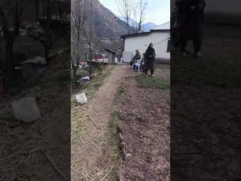 الماعز في كشمير باكستان