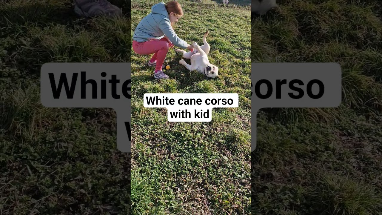 White cane corso with kids. Maxima lux kennel. #whitecanecorso , #strawcanecorso #puppy #pets #cane
