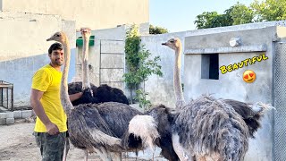 Ostrich Ka Pair He Ly Lia ❤️ Surprise