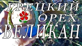 Грецкий орех Великан - смотрим вблизи!