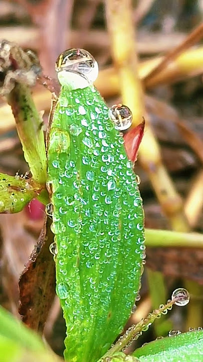 #embun cantik di ujung daun