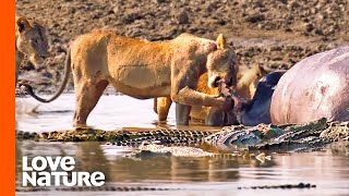 Rare Scene of Lions and Crocs Sharing a Kill | Love Nature