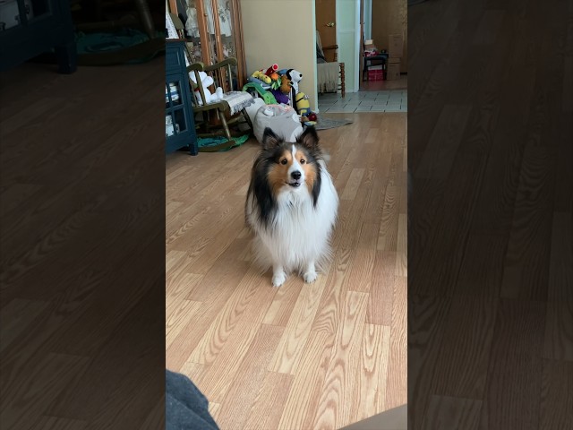 Dancer The Shetland Sheepdog and the Chair #shorts