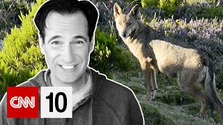 Bringing back wolves to a Portuguese valley